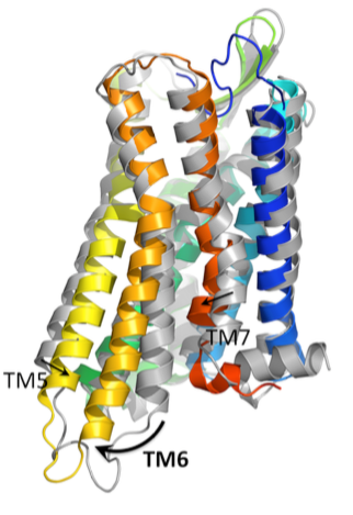 Zum Artikel "Kristyna Pluhackova won Young Investigator Grant of Biology Department"