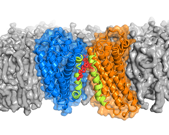 Zum Artikel "Cholesterol May Help Proteins Pair Up to Transmit Signals Across Cell Membranes"