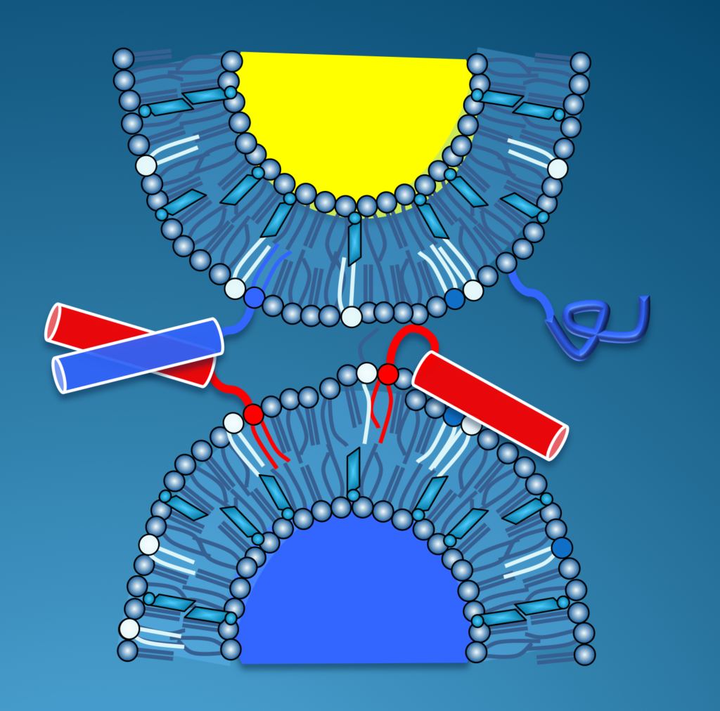 CoiledCoil Fusion Peptide Fulfils Dual Role in Membrane Fusion