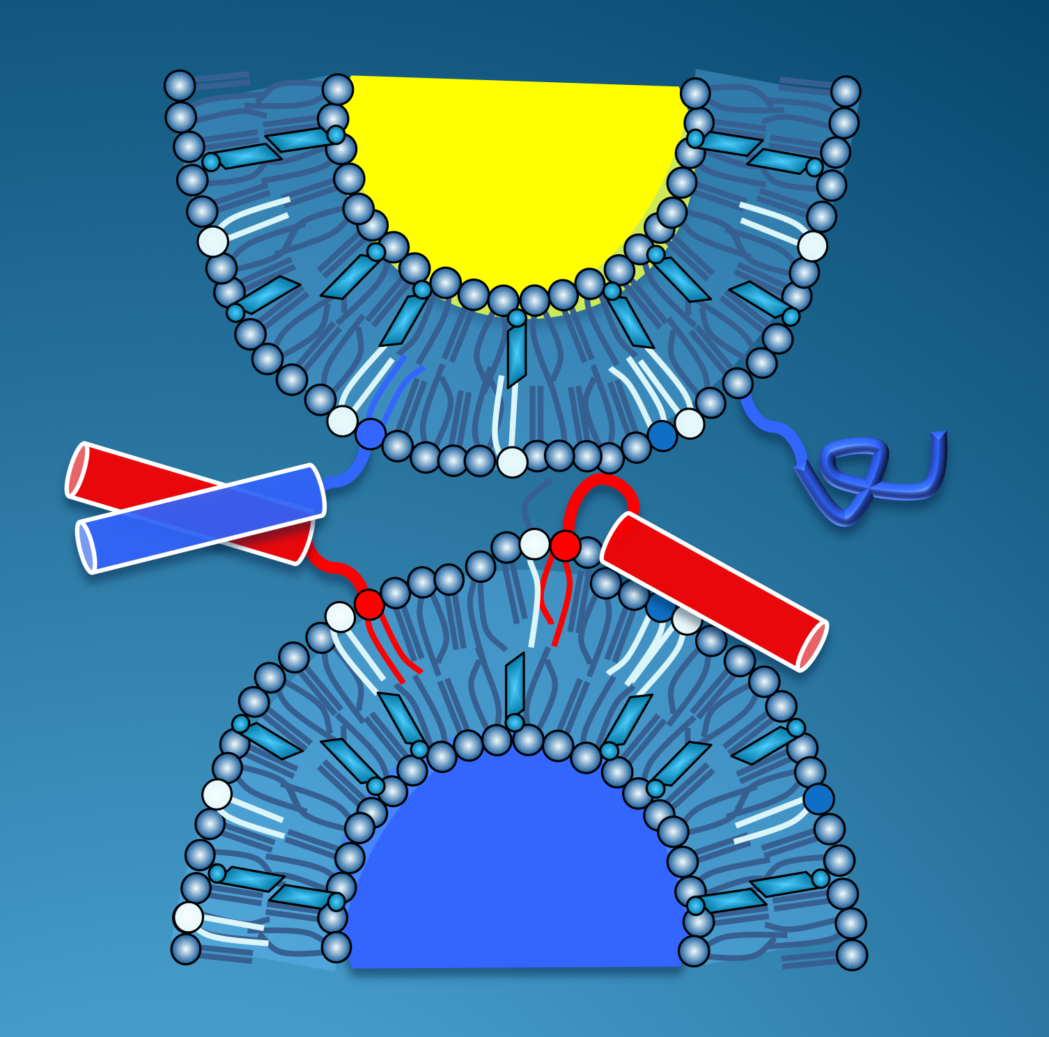 Zum Artikel "Coiled-Coil Fusion Peptide Fulfils Dual Role in Membrane Fusion"