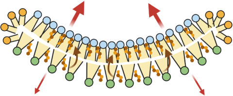 Zum Artikel "Biomembrane Research: Unleashing New Possibilities with Lipid Membrane Bicelles"