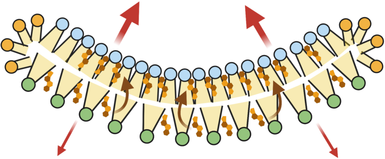 Biomembrane Research: Unleashing New Possibilities with Lipid Membrane Bicelles
