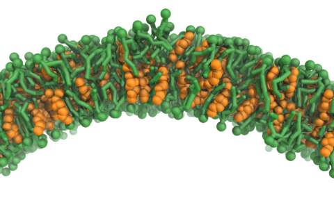 Zum Artikel "Cholesterin macht Zellmembranen flexibel und robust"