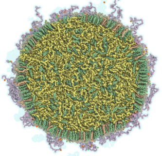 Zum Artikel "Lipid Nanoparticle Study selected for Best of Biophysical Journal 2023"