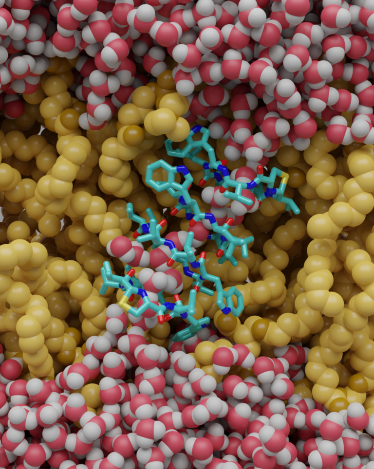DFG fördert Lugdunin-Forschung: Interdisziplinäre Zusammenarbeit erforscht antimikrobielle Selektivität