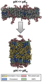 Zum Artikel "Letter in PNAS zu Lipidnanopartikeln"