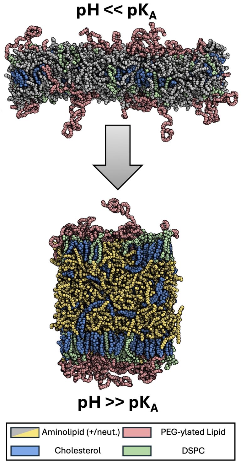 Letter in PNAS zu Lipidnanopartikeln