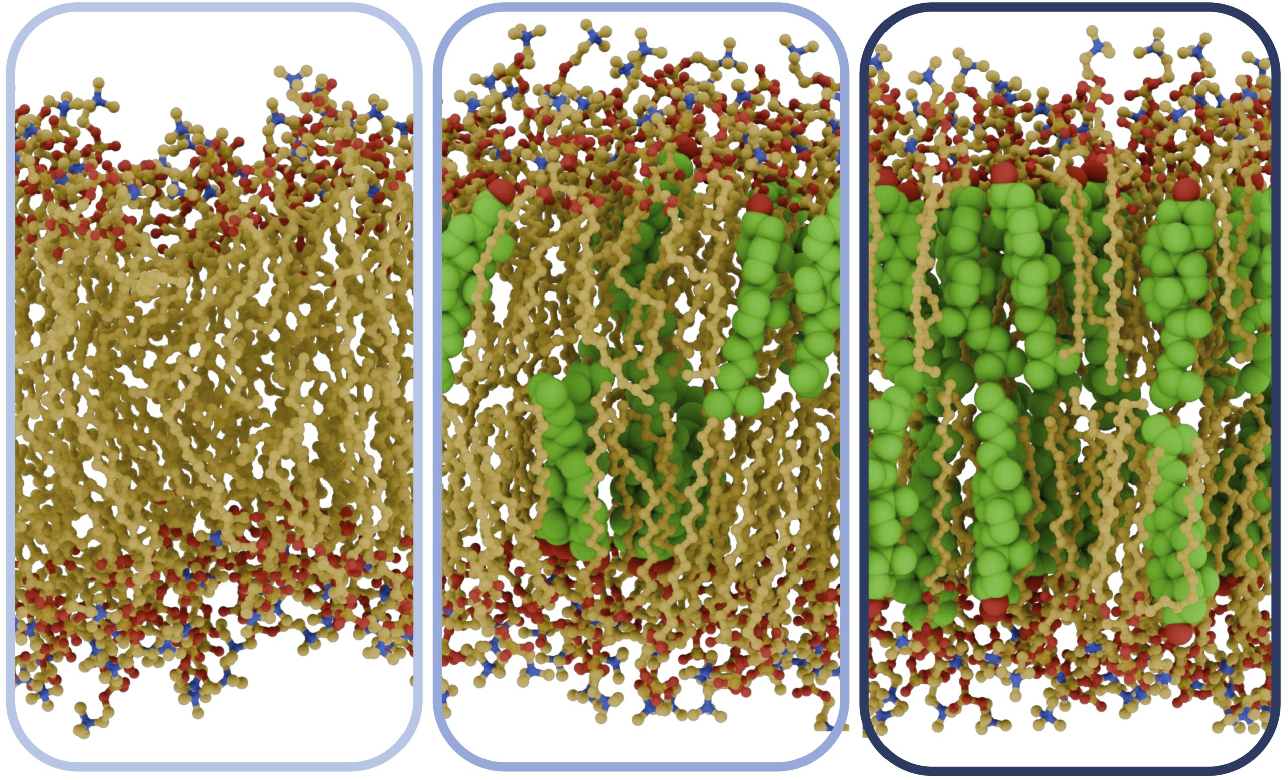 Zum Artikel "Neue BIOspektrum-Publikation: Cholesterin als Modulator biologischer Membranen"